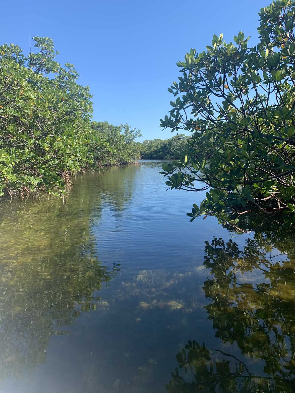 Shark Creek with mangrove