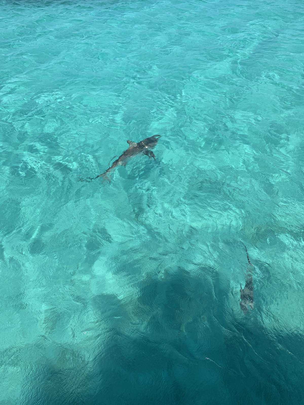 sharks near our boat, at Hoffman’s Cay Blue Hole