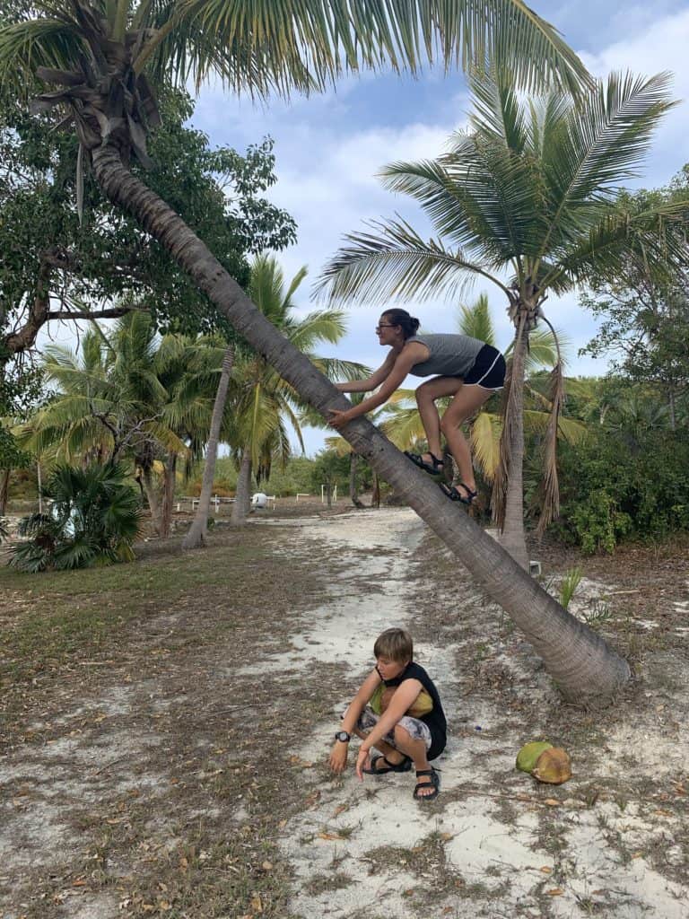 kids climbing a coconut tree