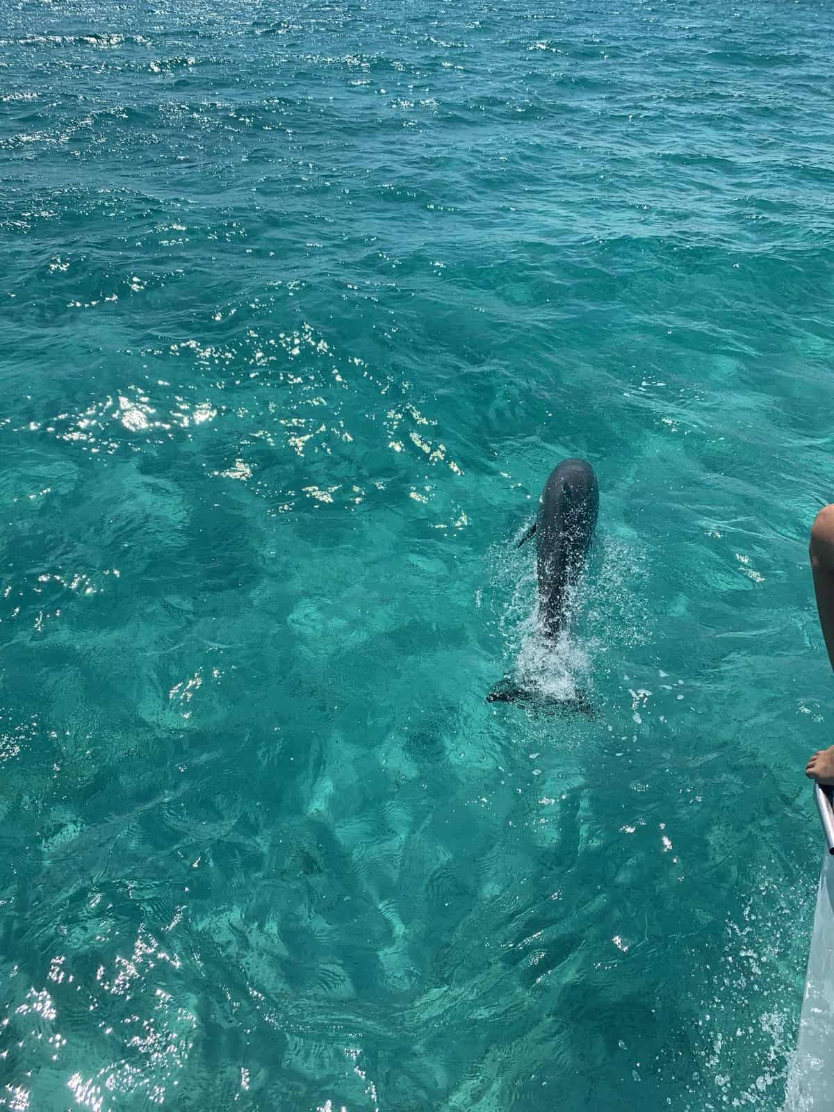 a dolphin swimming right next to our boat, as we sail in the Bahamas. 