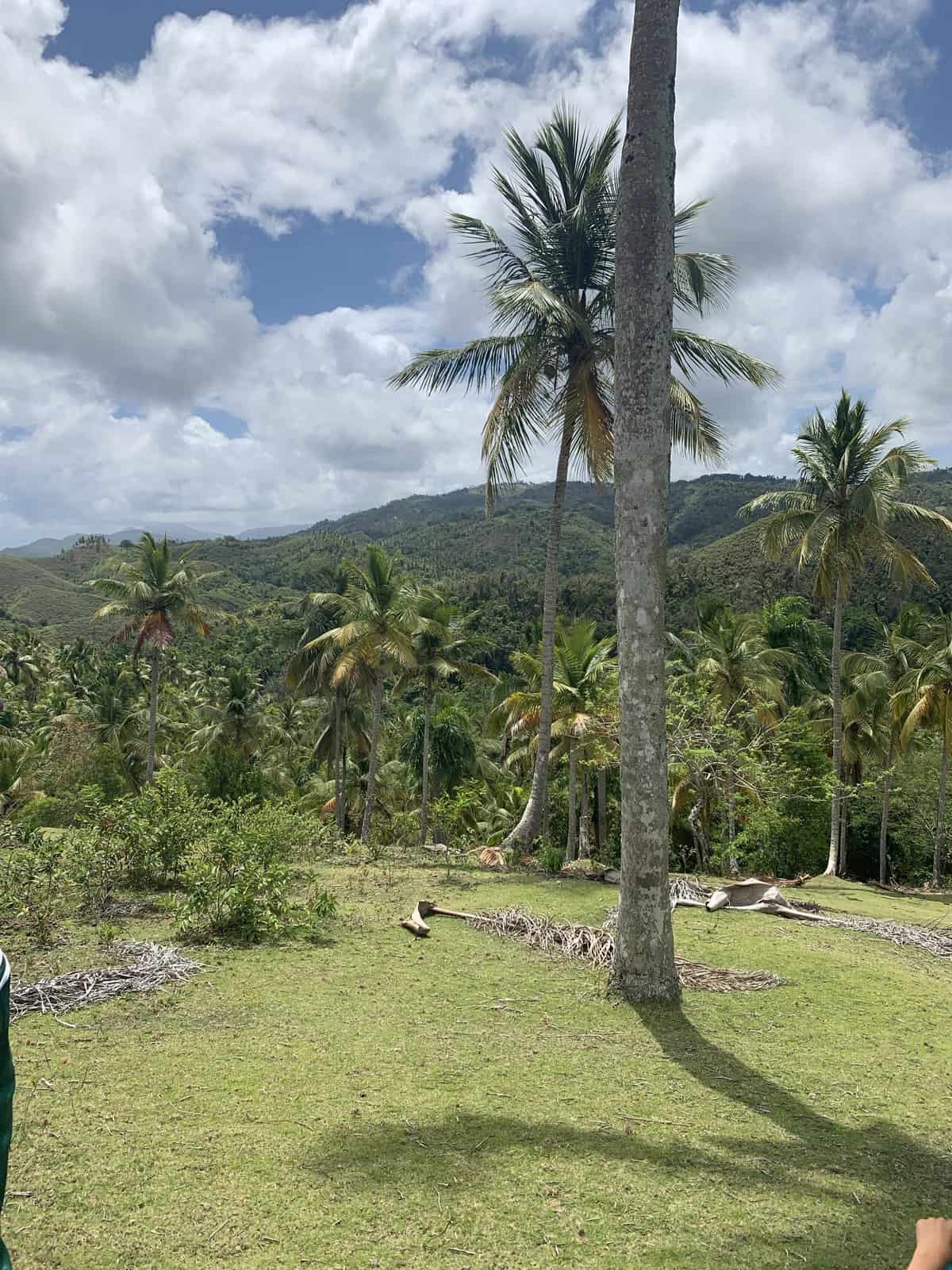 Sunny hill with palm trees in El Limon park