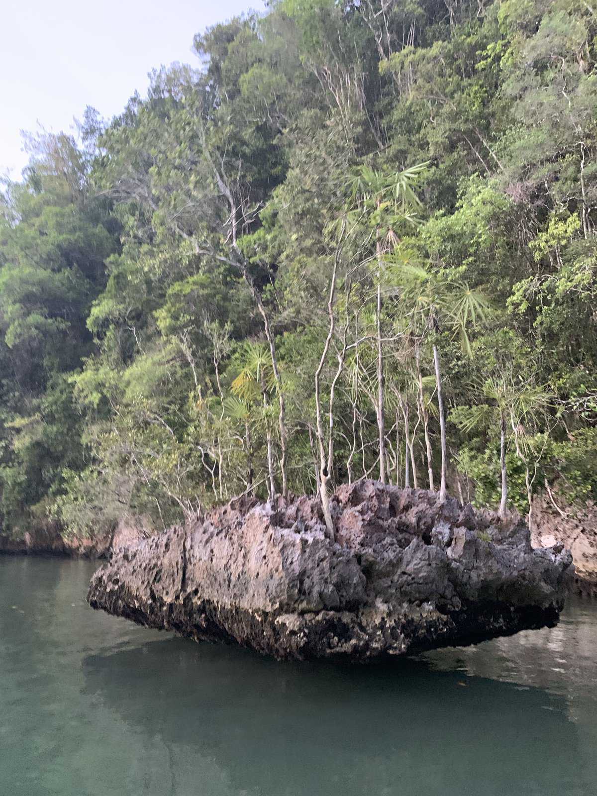 a small island of palm trees perched in the water, in Los Haitises National Park.