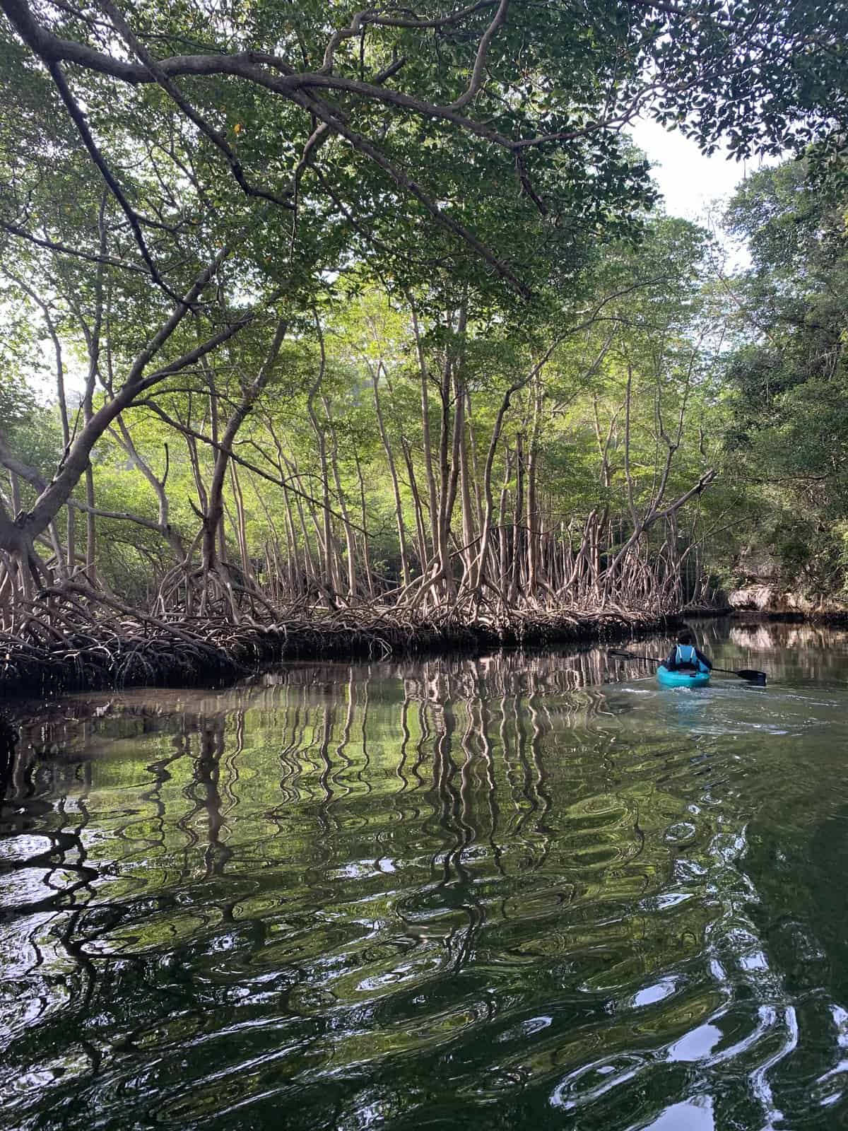 exploring the mangrove in Los Haitises, by kayak.