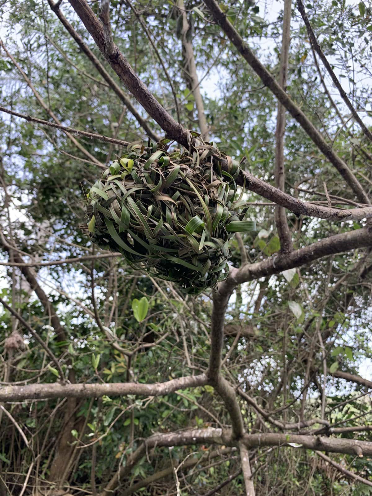 A Madame Saga bird nest.