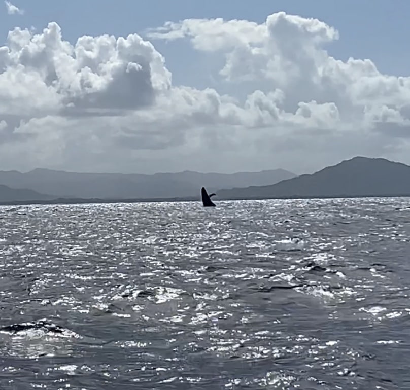 a humpback whale out of the water during our passage