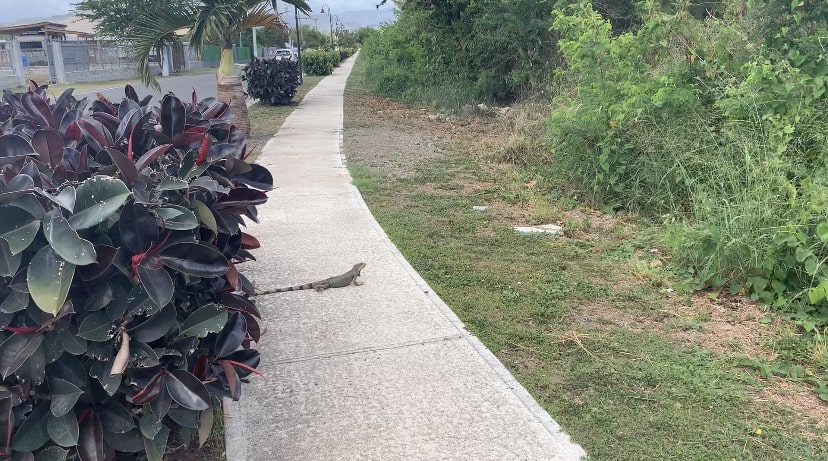 Sidewalk leading towards Econo grocery store, with a park to one side and a small iguana right in front of us, crossing. 