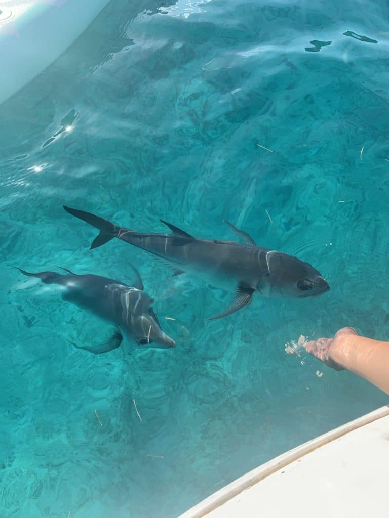 Feeding a couple of fish off of the boat