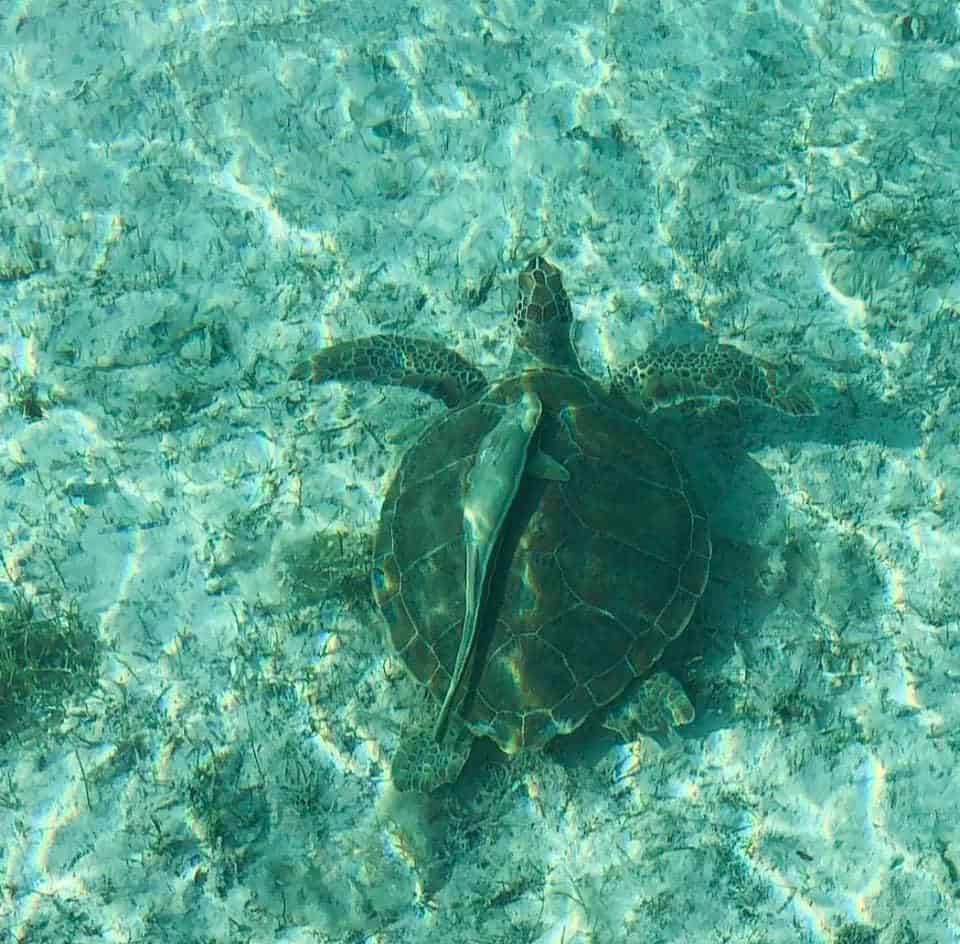 a sea turtle under the water