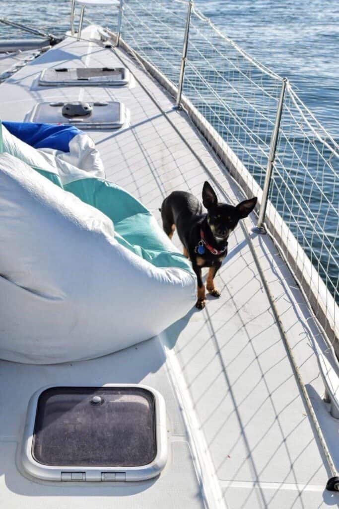 a marine bean bag next to a small dog, on a sailboat
