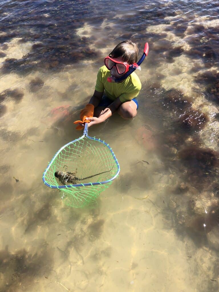 a kid catching a lobster with a lobster kit and a net