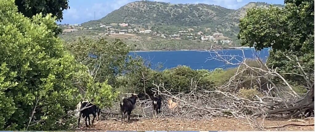 wild goats on Culebrita island