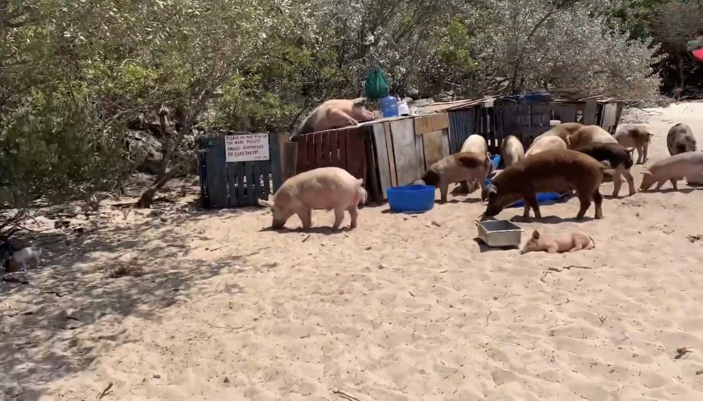 larger pigs at Pigs Beach