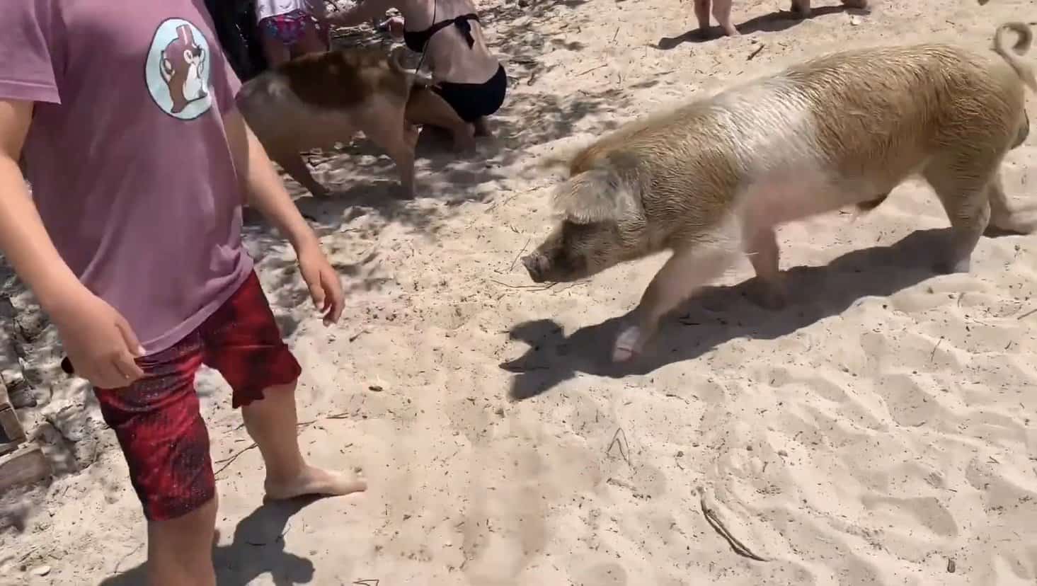 pig chasing a boy Pig Beach