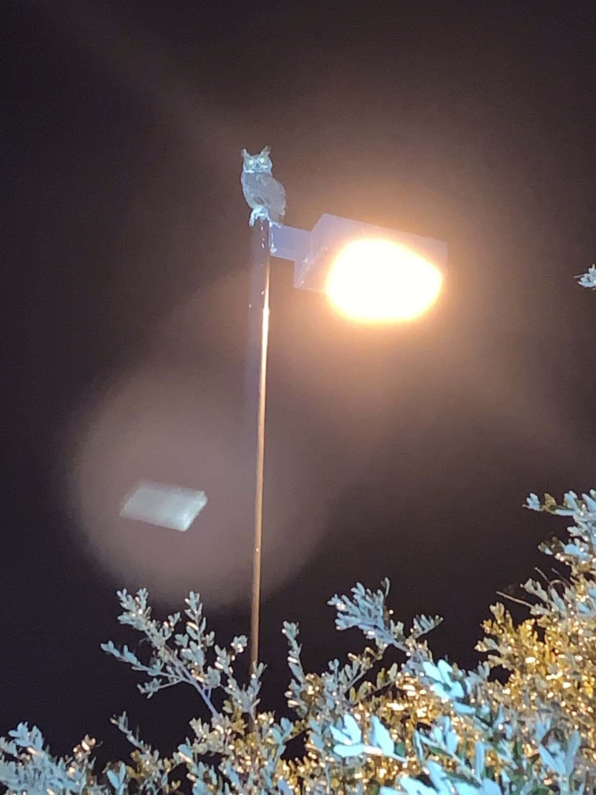 owl at Halifax Harbor Marina